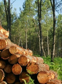 Livraison bois de chauffage Béarn Livraison bois de chauffage Béarn